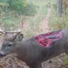 Zombie Deer: Understanding Chronic Wasting Disease (CWD) and Its Impact on Human